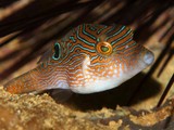 Canthigaster compressa Fine-spotted pufferfish Tetraodontidae Genus New Caledonia lagoon reef