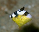 Pseudobalistes fuscus Yellow-spotted triggerfish juvenile New Caledonia