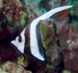 Heniochus acuminatus Common bannerfish New Caledonia fish underwater picture