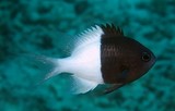 Pycnochromis iomelas Pazifischer Trauermantel Neukaledonien