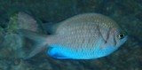 Chromis alpha Yellowspeckled puller New Caledonia