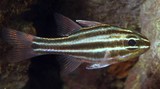Ostorhinchus cookii poisson cardinal de Cook Nouvelle-Calédonie lagon récif photo identification