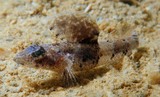 Psammogobius pisinnus Sandslope Goby New Caledonia Tiny fish