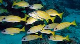 Lutjanus kasmira Blue and yellow snapper New Caledonia fish lagoon reef