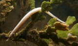 Festucalex kulbickii Kulbicki’s pipefish New Caledonia white body