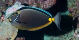 Naso lituratus Orangespine unicornfish New caledonia diving underwater picture