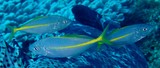 Pseudocaranx dentex Blue trevally New Caledonia fish lagoon reef identification