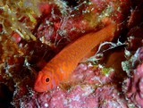 Trimma okinawae Gobie pygmée rouge-orange Nouvelle-Calédonie