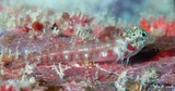 Enneapterygius pallidoserialis Pale-spotted triplefin New Caledonia shallow waters and outside barrier reefs