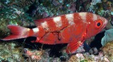 Priacanthus hamrur beauclaire lanterne Gros-yeux Nouvelle-Calédonie poisson rouge