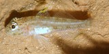 Ancistrogobius dipus Double-fin cheek-hook goby New Caledonia