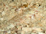 Fusigobius melacron Gobie des sables à épines sombres Nouvelle-Calédonie gobiidae