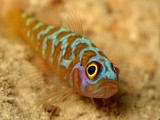 Trimma maiandros Zigzag pygmygoby New Caledonia fish orange blue spot