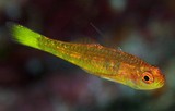 Trimma taylori Gobie pygmée jaune Nouvelle-Calédonie poisson famille Gobiidae