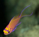 Serranocirrhitus latus fathead anthias New Caledonia fish displays a warm saturated glow