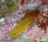 Trimma flavatrum New Caledonia fish gobiidae cave species