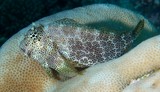 Exallias brevis Blennie Léopard Nouvelle-Calédonie corail lagon