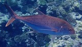 Caranx papuensis Carangue cuivrée Nouvelle-Calédonie poisson du lagon