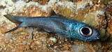 Epigonus cavaticus Palauan deepwater cardinalfish New Caledonia Puebo scuba diving