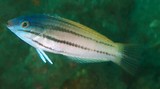 Halichoeres prosopeion Half-grey wrasse Juvenil Bleeker New Caledonia fish lagoon description aquarium
