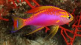 Pseudanthias ventralis male New Caledonia striking fish colorful