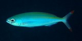 Pterocaesio marri poisson Fusilier de Marr Nouvelle-Calédonie plongée sous-marine
