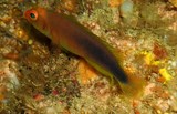 Pseudochromis flammicauda Firetail dottyback New Caledonia new fish