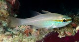 Ostorhinchus apogonoides Goldenbelly cardinalfish New Caledonia lagoon fish