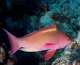 Pseudanthias squamipinnis barbier rouge à queue de lyre Nouvelle-Calédonie poisson male reproduction alimentation aquarium