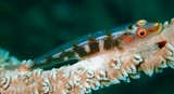 Bryaninops yongei Sea-whip goby New Caledonia beautiful fish on coral