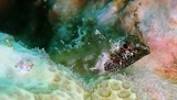 Enneapterygius pallidoserialis 淡白斑雙線鳚 新喀里多尼亞