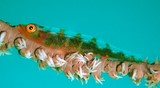 Bryaninops yongei 頦突珊瑚鰕虎魚 新喀里多尼亞