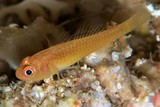 Trimma xanthum Yellow-red pygmygoby New Caledonia fish survey