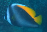 Heniochus singularius Singular bannerfish New Caledonia Fish from the lagoon