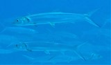 Elops hawaiensis Hawaiian ladyfish New Caledonia