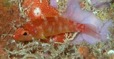 Plectranthias winniensis Redblotch basslet New Caledonia fish