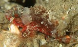 Scorpaenodes parvipinnis Shortfinned scorpionfish New Caledonia lagoon exploration