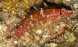 Plectranthias winniensis Redblotch perchlet New Caledonia scuba diving photography
