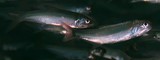 Thryssa baelama Anchois-moustache sardin Nouvelle-Calédonie