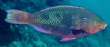 Scarus niger Dusky parrotfish New Caledonia lagoon