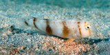 Iniistius aneitensis Rason des sables Nouvelle-Calédonie corps de couleur beige à brunâtre
