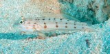 Valenciennea longipinnis Teardrop sleeper-goby New Caledonia Gobiidae family