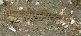 Istigobius ornatus Ornate goby New Caledonia diving mud and sand