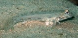 Istigobius rigilius Orange-spotted goby New Caledonia