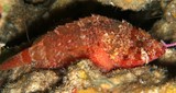 Scorpaenodes parvipinnis Hime-sangokasago ヒメサンゴカサゴ ニューカレドニア