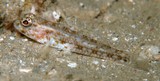 Ancistrogobius yoshigoui Gobiidae New Caledonia new species distribution