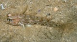 Istigobius rigilius Gobiidae Gobiinae juvénile Nouvelle-Calédonie