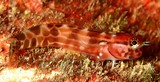 Ecsenius tessera Blenny mosaic New Caledonia