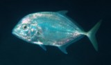 Turrum coeruleopinnatum Coastal trevally New Caledonia scuba diving underwater