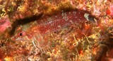 Enneapterygius flavoccipitis Erimakihebiginpo エリマキヘビギンポ ニューカレドニア